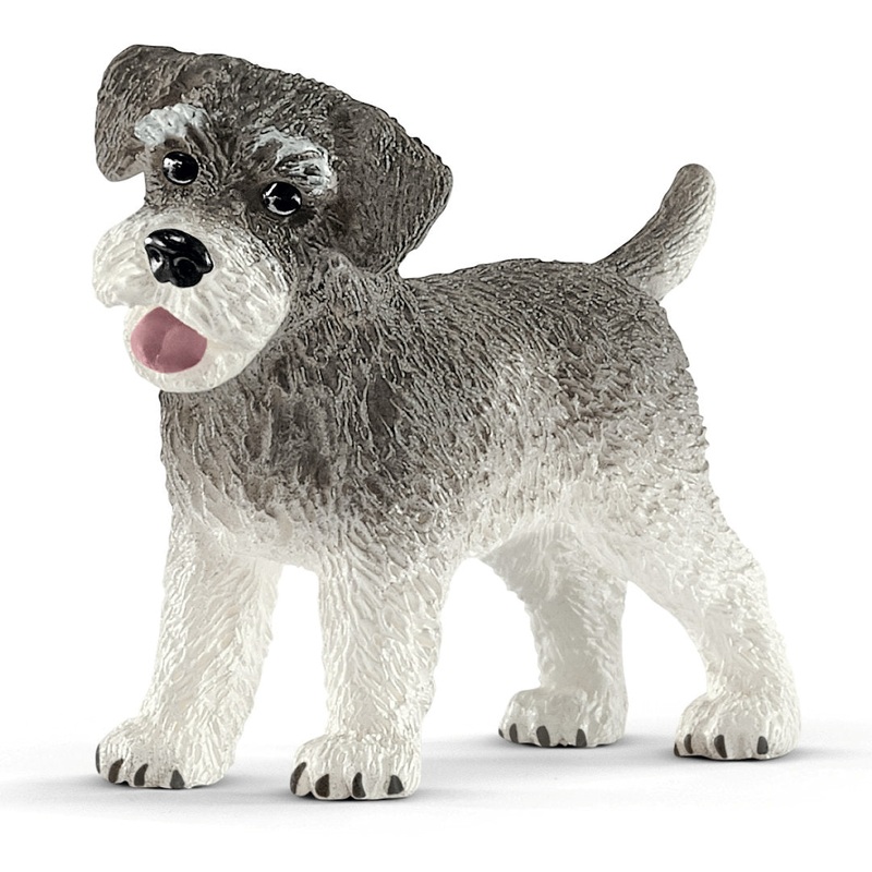#13892 Miniature Schnauzer