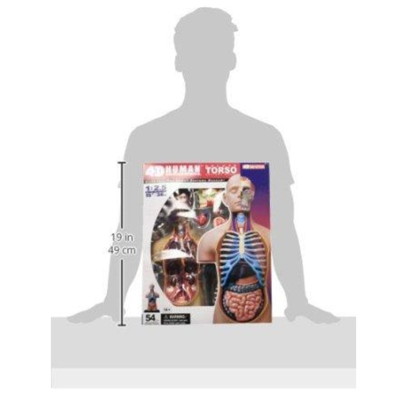 SUPER DELUXE TORSO ANATOMY MODEL